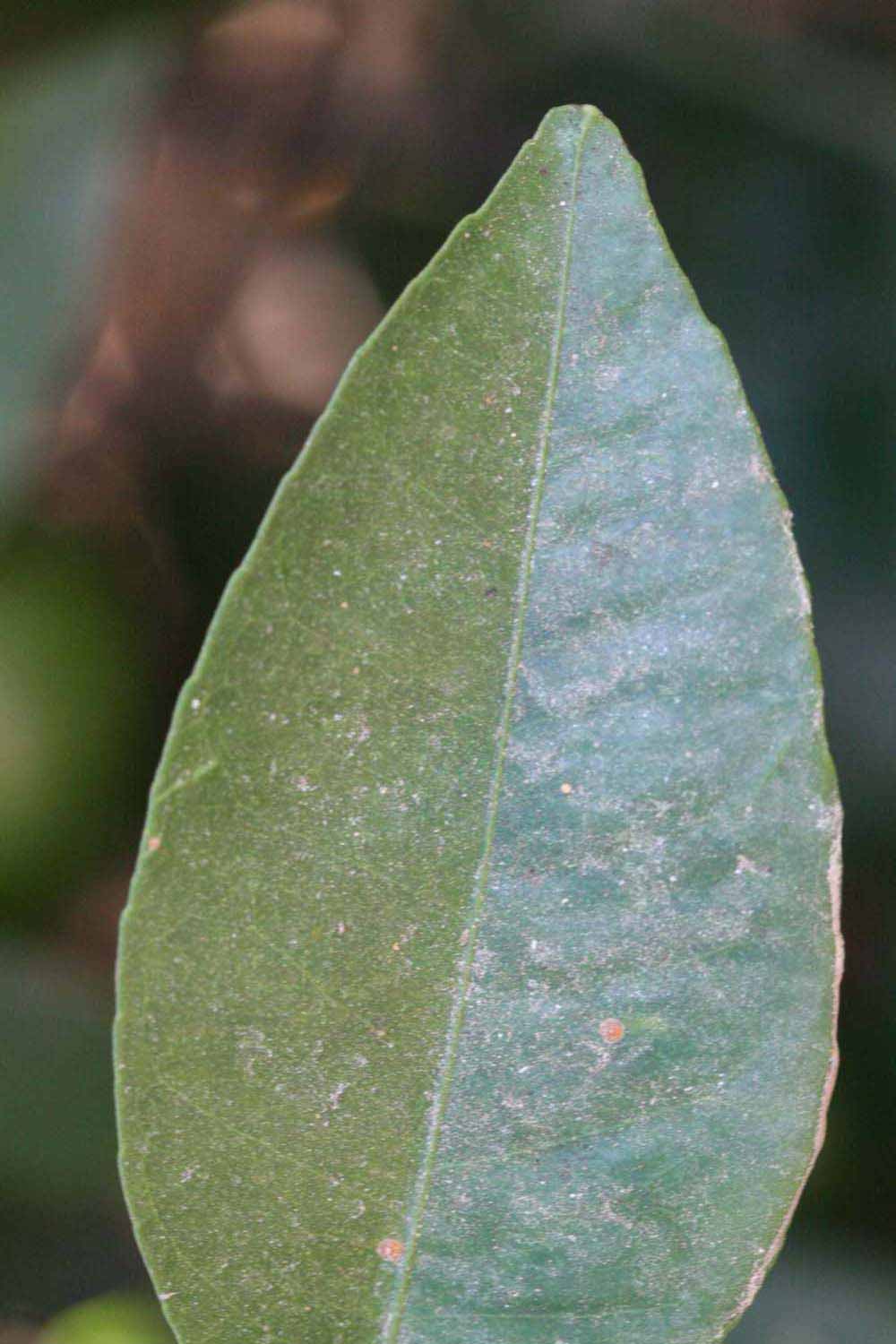              Margin (Riverside, CA)       